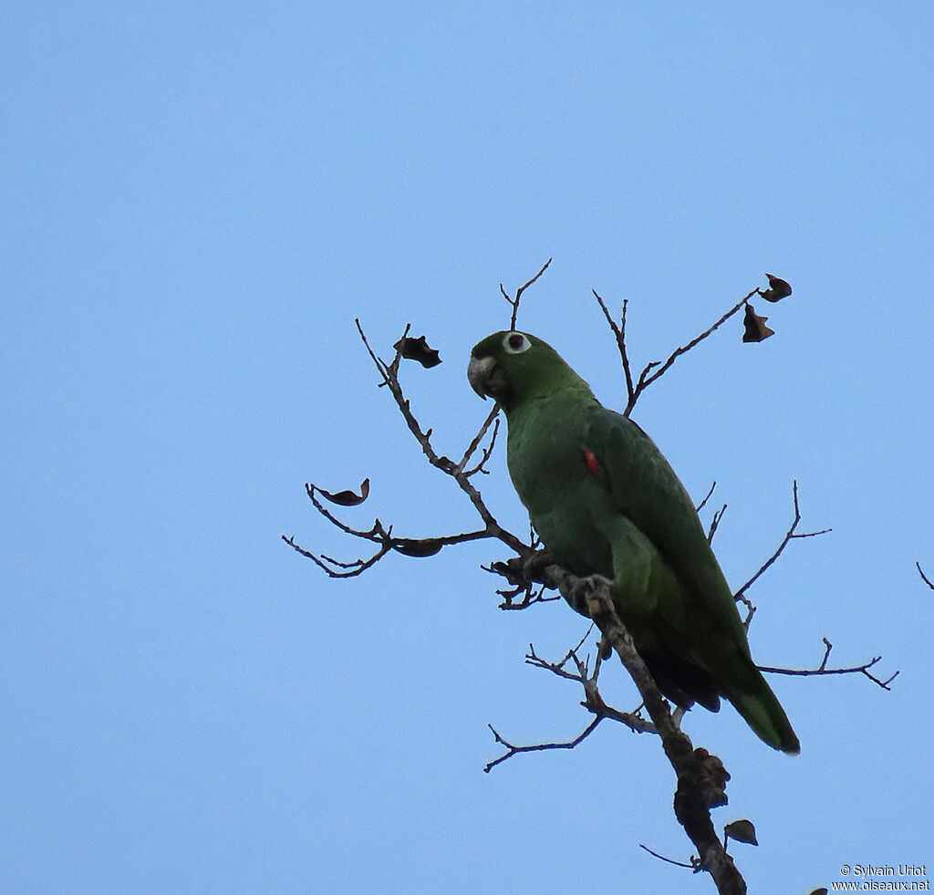 Mealy Amazonadult