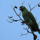 Amazone poudrée