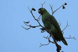 Amazone poudrée