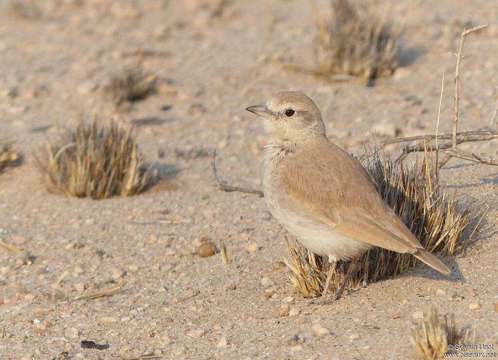 Gray's Lark