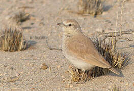 Gray's Lark