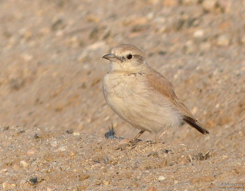 Gray's Lark