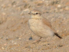 Gray's Lark