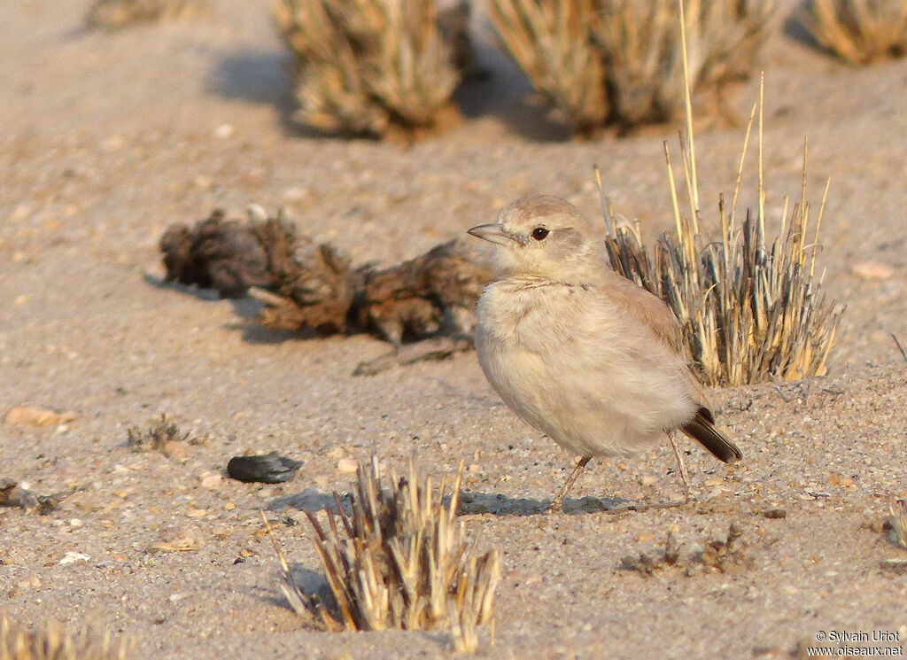 Gray's Lark