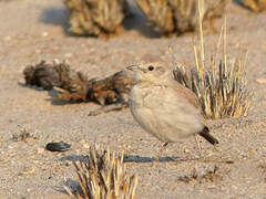 Gray's Lark