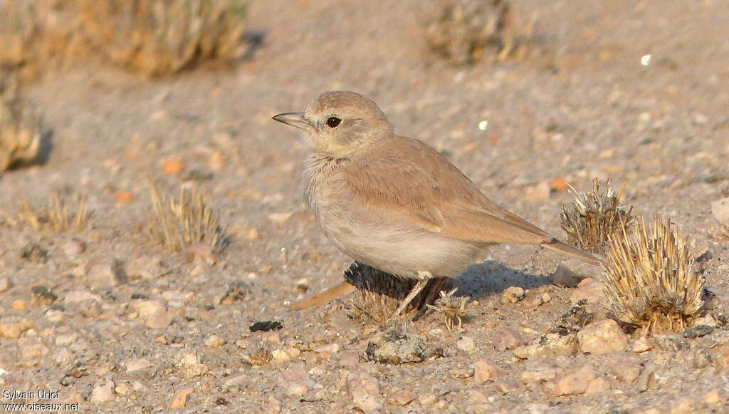 Ammomane de Gray, identification