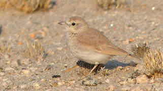 Gray's Lark