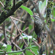 Pearled Treerunner