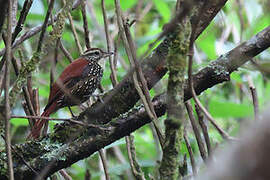 Pearled Treerunner