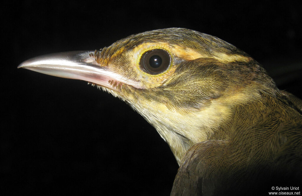 Rufous-rumped Foliage-gleaneradult