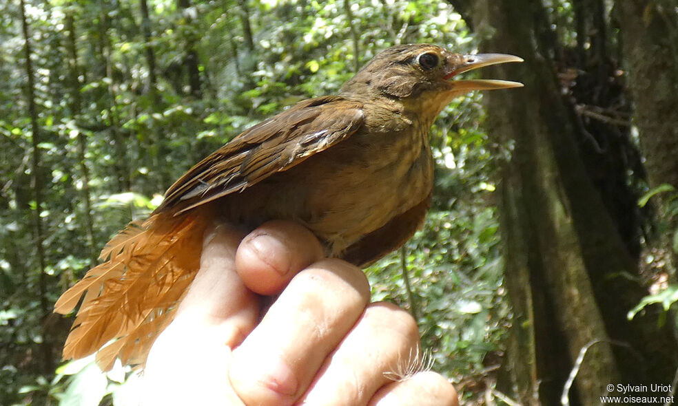 Ochre-throated Foliage-gleaneradult