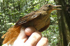 Ochre-throated Foliage-gleaner