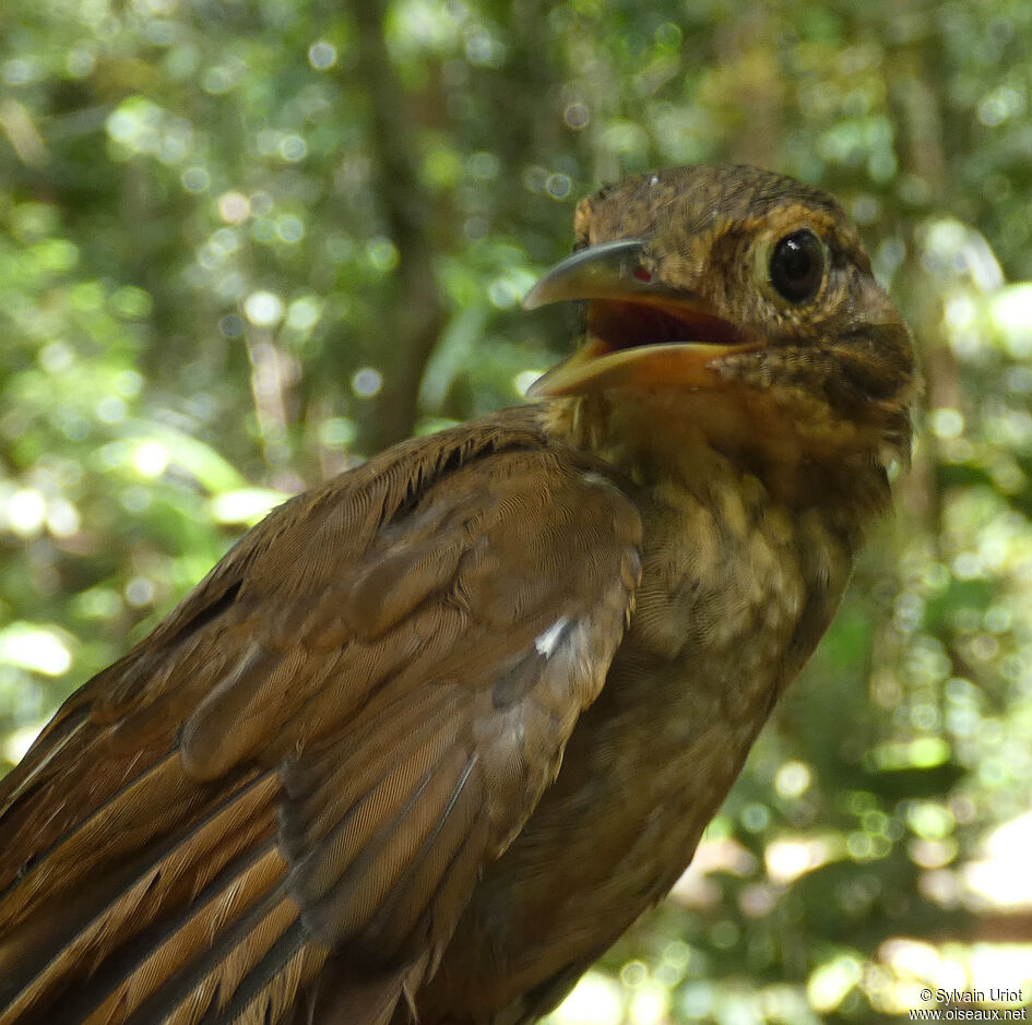 Ochre-throated Foliage-gleaneradult