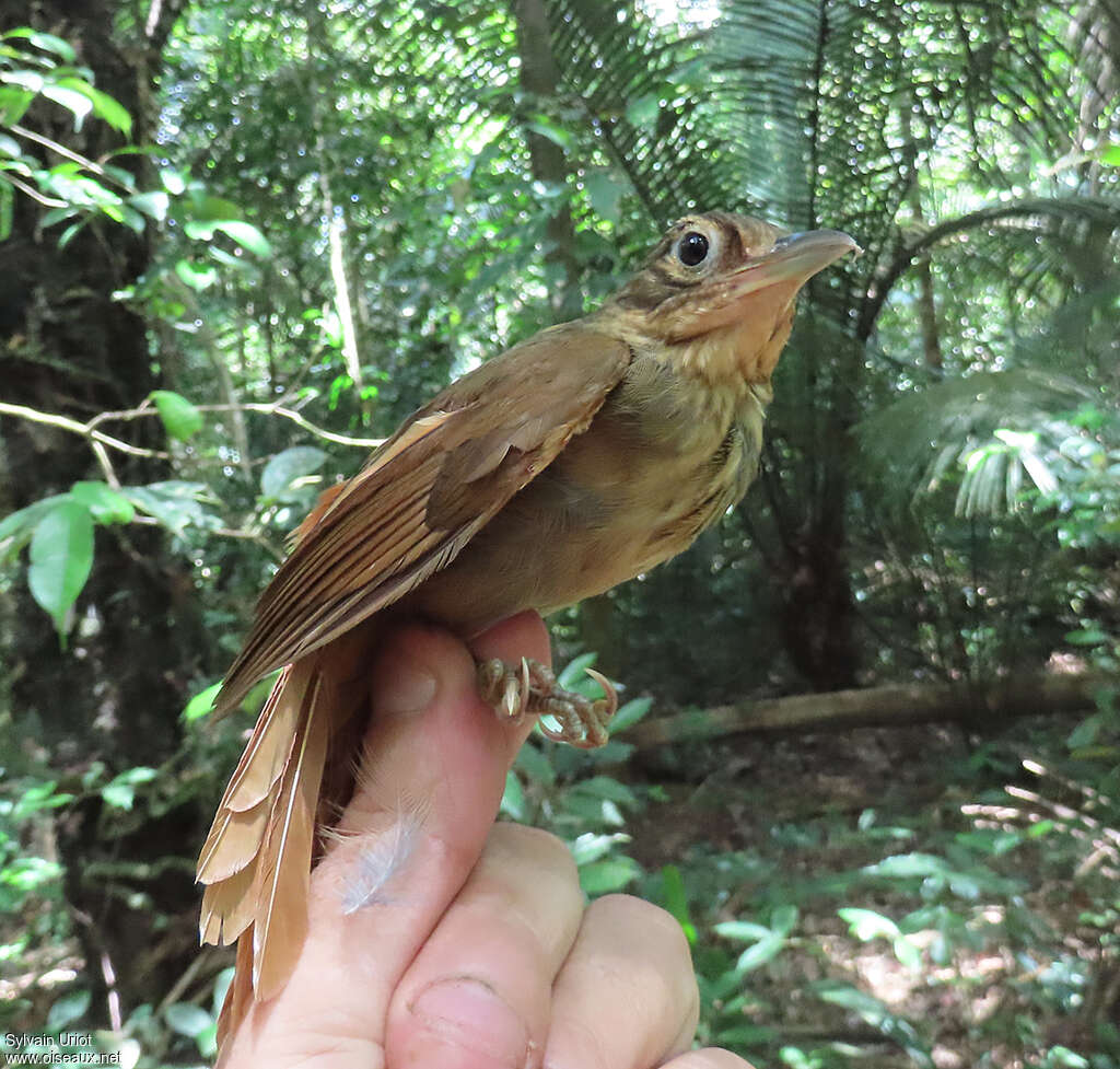 Ochre-throated Foliage-gleaneradult, identification