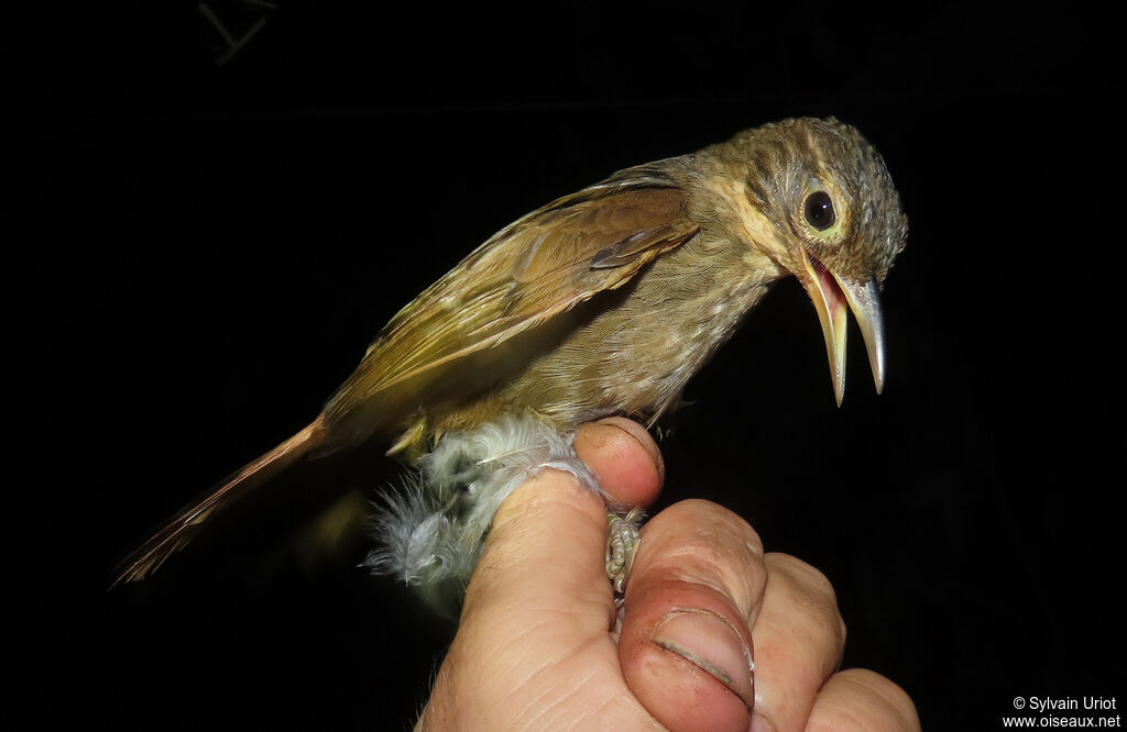 Buff-throated Foliage-gleaneradult