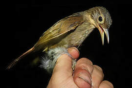 Ochre-throated Foliage-gleaner