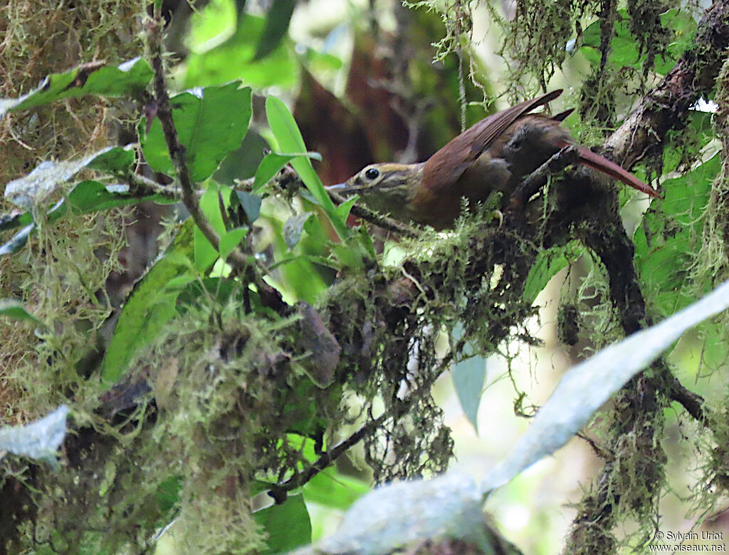 Scaly-throated Foliage-gleaner