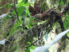 Scaly-throated Foliage-gleaner