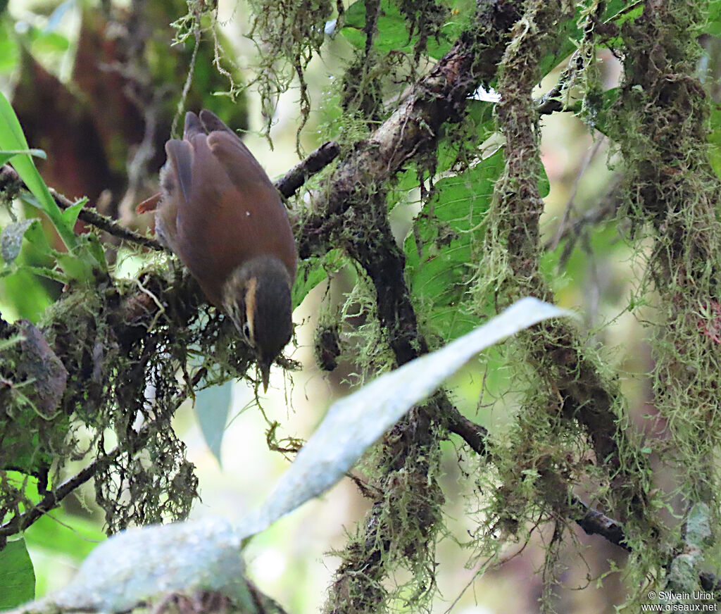 Scaly-throated Foliage-gleaner