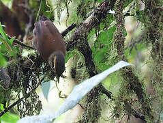 Scaly-throated Foliage-gleaner