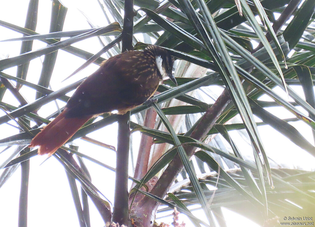 Streaked Tuftedcheekadult