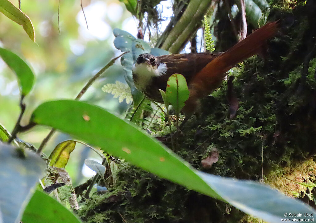 Streaked Tuftedcheekadult