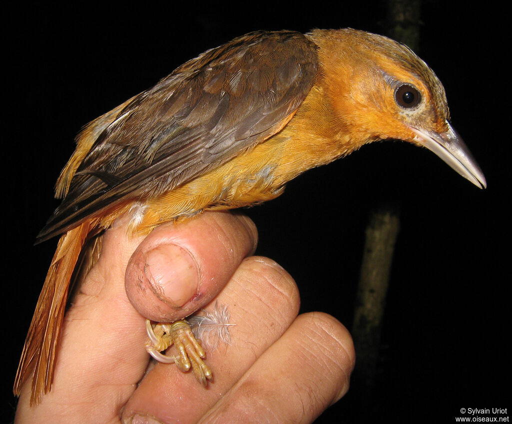 Cinnamon-rumped Foliage-gleaneradult