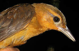 Cinnamon-rumped Foliage-gleaner