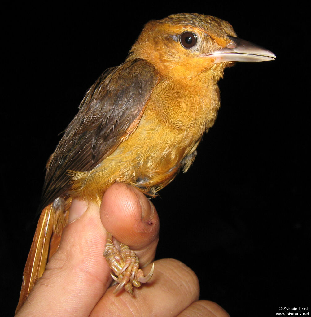 Cinnamon-rumped Foliage-gleaneradult