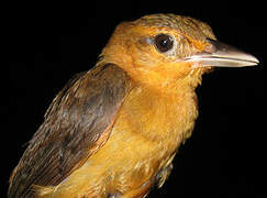 Cinnamon-rumped Foliage-gleaner