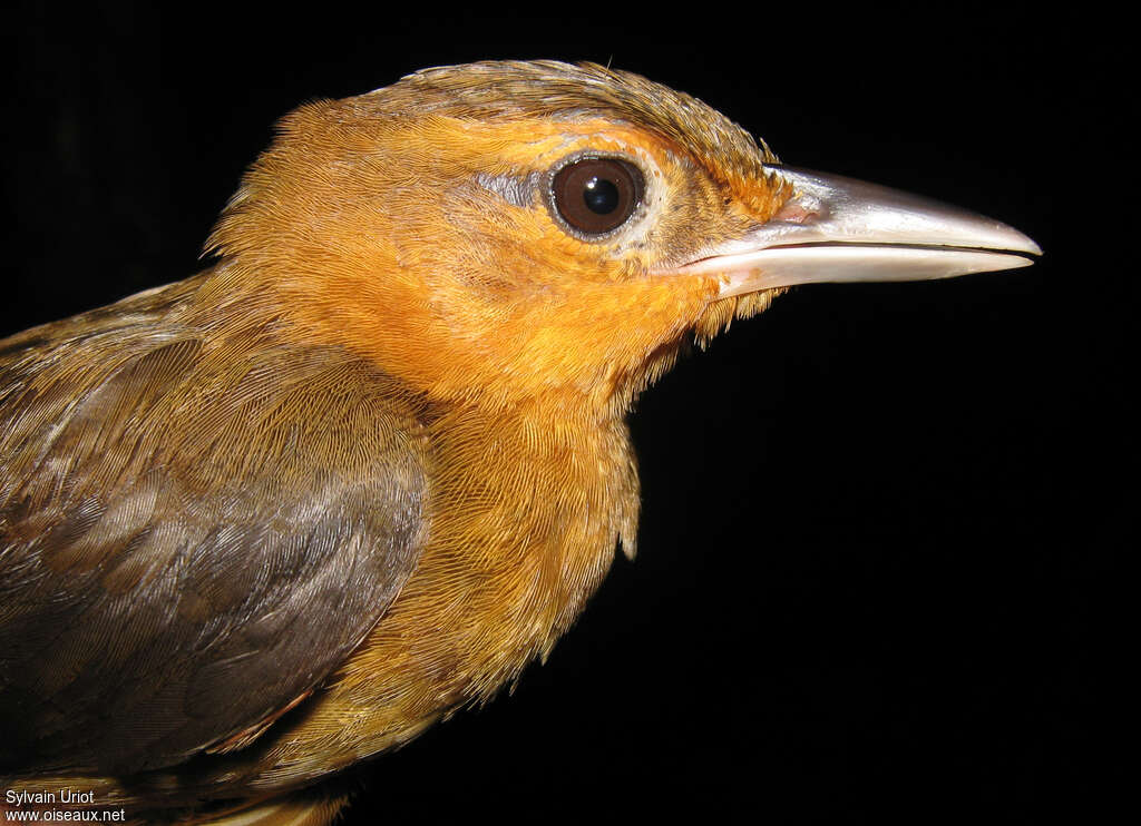 Cinnamon-rumped Foliage-gleaneradult, close-up portrait