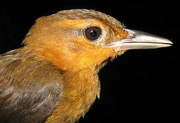 Cinnamon-rumped Foliage-gleaner