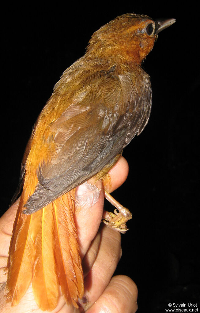 Cinnamon-rumped Foliage-gleaneradult