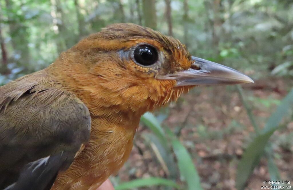 Cinnamon-rumped Foliage-gleaneradult