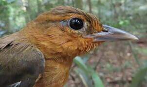 Cinnamon-rumped Foliage-gleaner