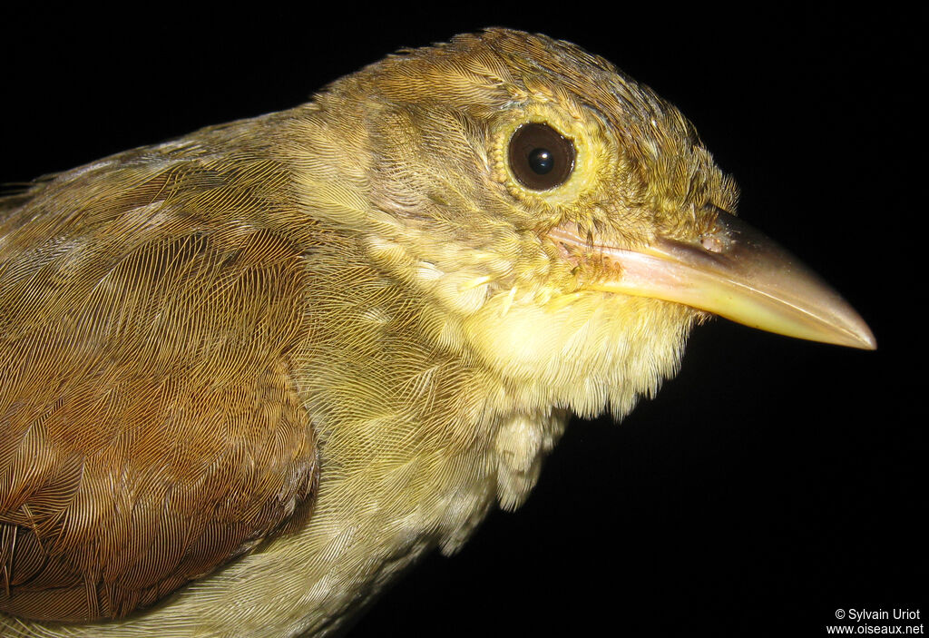 Olive-backed Foliage-gleaner