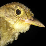 Olive-backed Foliage-gleaner