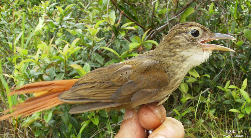 Olive-backed Foliage-gleaneradult