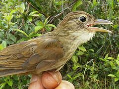 Olive-backed Foliage-gleaner