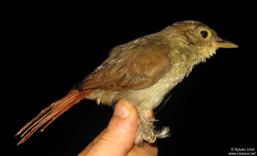 Olive-backed Foliage-gleaneradult