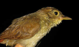 Olive-backed Foliage-gleaner