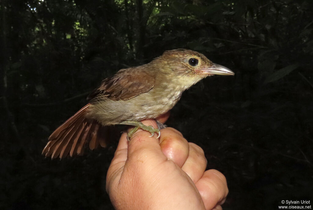 Olive-backed Foliage-gleaneradult