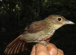 Olive-backed Foliage-gleaner