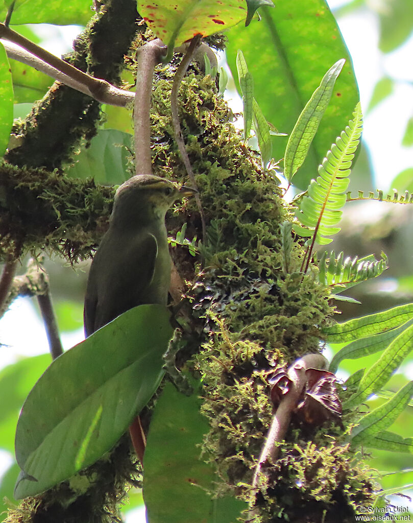 Rufous-tailed Foliage-gleaner