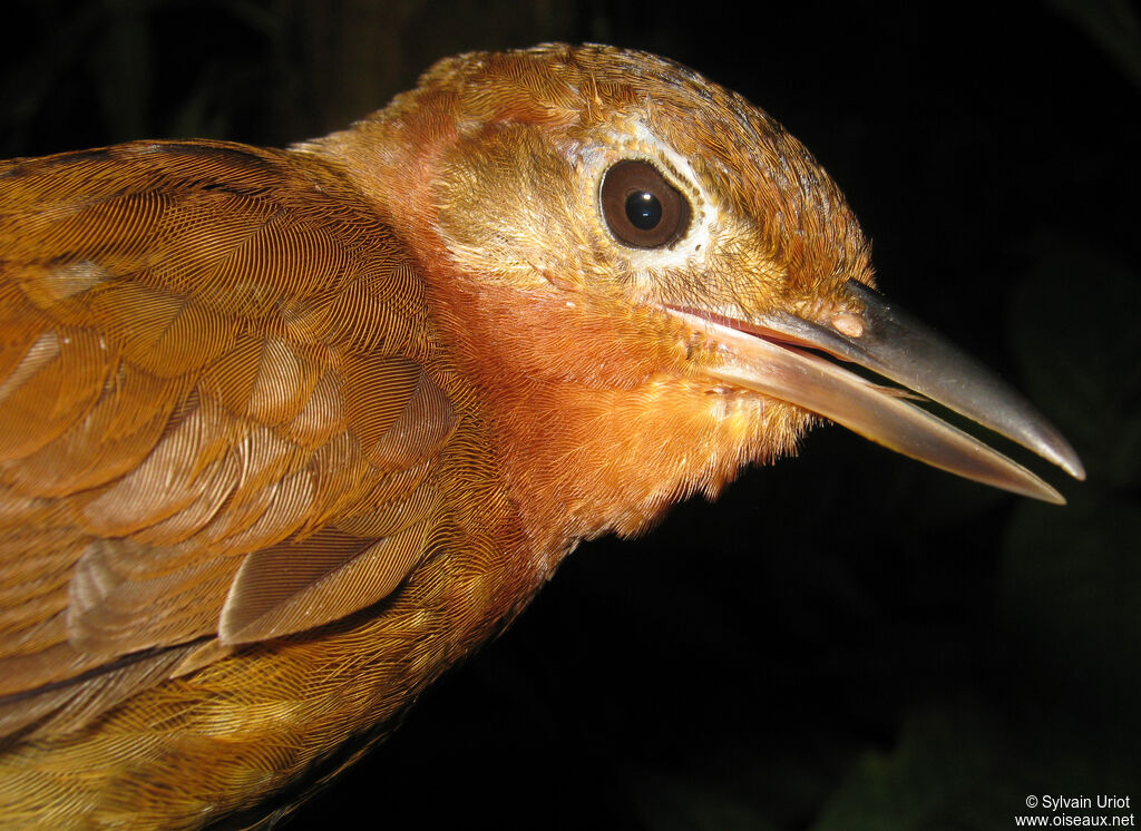 Ruddy Foliage-gleaneradult