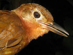 Ruddy Foliage-gleaner