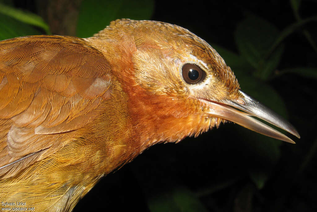 Ruddy Foliage-gleaneradult