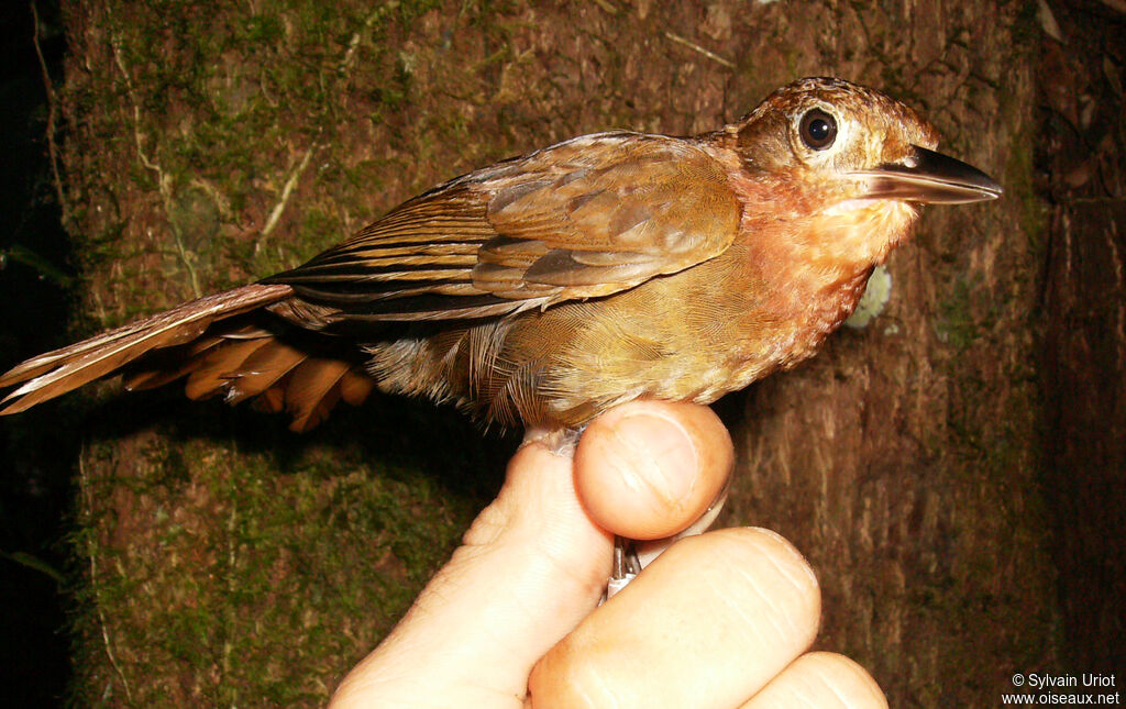 Ruddy Foliage-gleaneradult