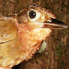 Anabate rubigineux