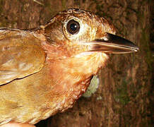 Ruddy Foliage-gleaner